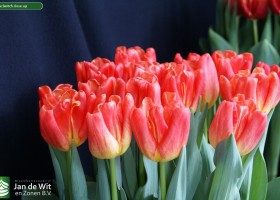 Tulipa Switch close-up