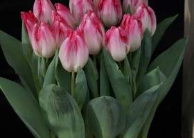 Tulipa Synfonie