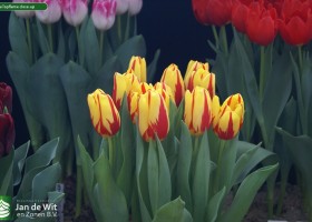 Tulipa Topflame close-up