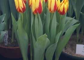 Tulipa Topflame