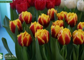 Tulipa Twilight Magic close-up (2)