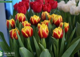 Tulipa Twilight Magic close-up