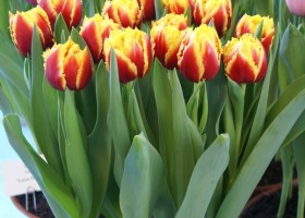 Tulipa Twilight Magic