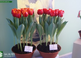 Tulipa Verandi and Rescue