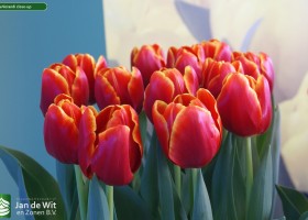 Tulipa Verandi close-up