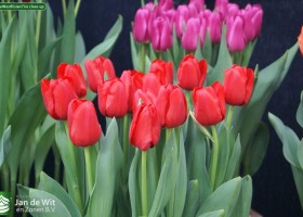 Tulipa Westfrisian Fire close-up