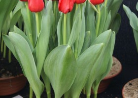 Tulipa Westfrisian Fire