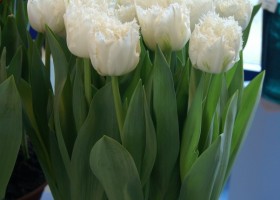 Tulipa White Magic (2)