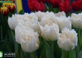 Tulipa White Magic close-up (2)