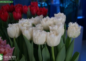 Tulipa White Magic close-up