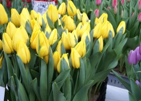 Tulipa Yellow Master