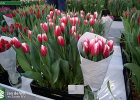 Tulipa Yolly