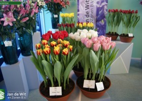 Tulipa overview