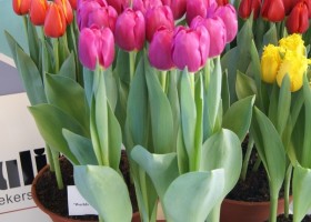 Tulipa overview2