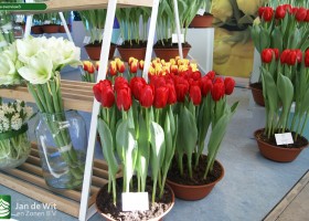 Tulipa overview3