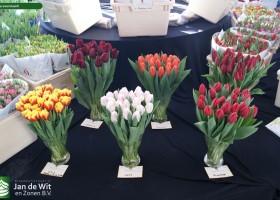 Tulipa overview4