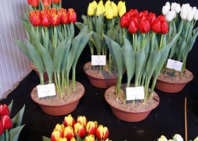 Tulipa overview5