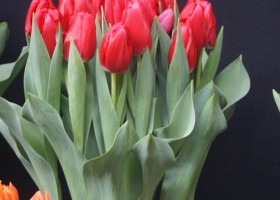 Tulipa Abbotsford (1)