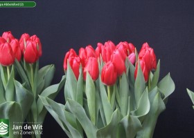 Tulipa Abbotsford (2)