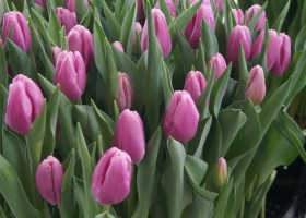 Tulipa Agros (1)