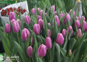Tulipa Agros (2)