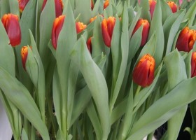 Tulipa Angela Merkel (1)