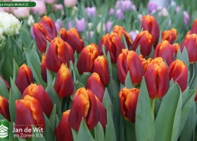 Tulipa Angela Merkel (2)
