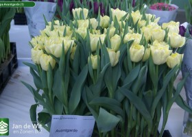 Tulipa Avantgarde (1)