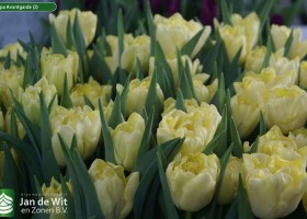 Tulipa Avantgarde (2)