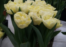 Tulipa Avantgarde (3)