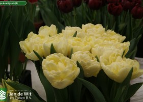 Tulipa Avantgarde (4)