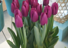 Tulipa Barracuda (1)