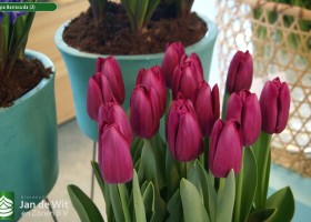 Tulipa Barracuda (2)