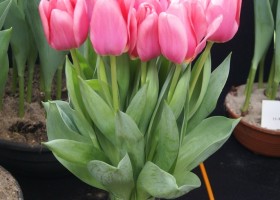 Tulipa Big Love (1)