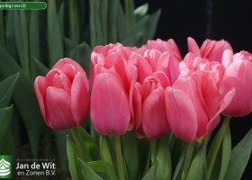 Tulipa Big Love (2)