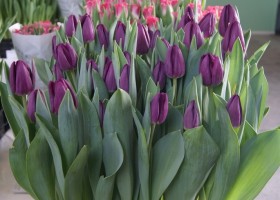 Tulipa Bullit (1)