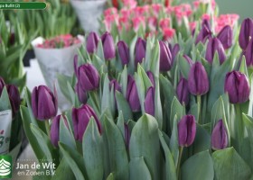 Tulipa Bullit (2)
