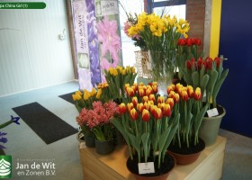 Tulipa China Girl (1)