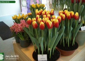 Tulipa China Girl (2)