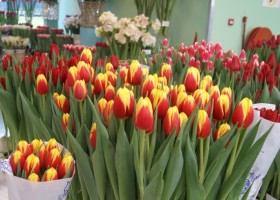 Tulipa China Girl (3)