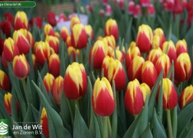 Tulipa China Girl (4)