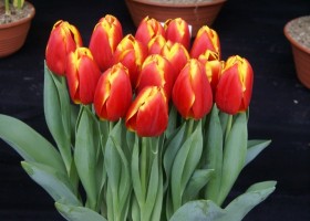 Tulipa Choice (1)