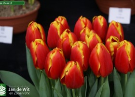 Tulipa Choice (2)
