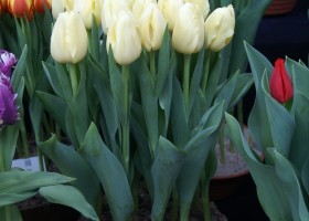 Tulipa Creme Westfrisian (1)