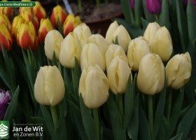 Tulipa Creme Westfrisian (2)