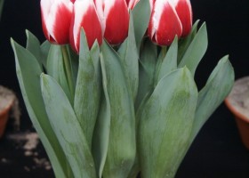 Tulipa De Dijk (1)