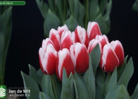 Tulipa De Dijk (2)