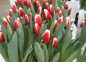 Tulipa De Dijk