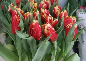 Tulipa Deejay Parrot (1)