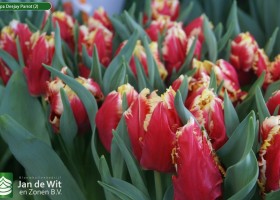 Tulipa Deejay Parrot (2)
